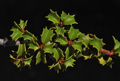 Ceanothus jepsonii jepsonii