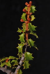 Ceanothus jepsonii jepsonii