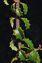 Ceanothus jepsonii jepsonii