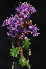 Ceanothus jepsonii jepsonii