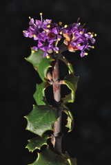 Ceanothus jepsonii jepsonii