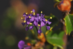 Ceanothus jepsonii jepsonii