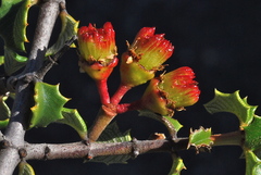 Ceanothus jepsonii jepsonii