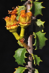 Ceanothus jepsonii jepsonii