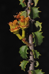 Ceanothus jepsonii jepsonii