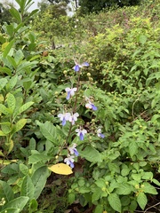Rotheca myricoides