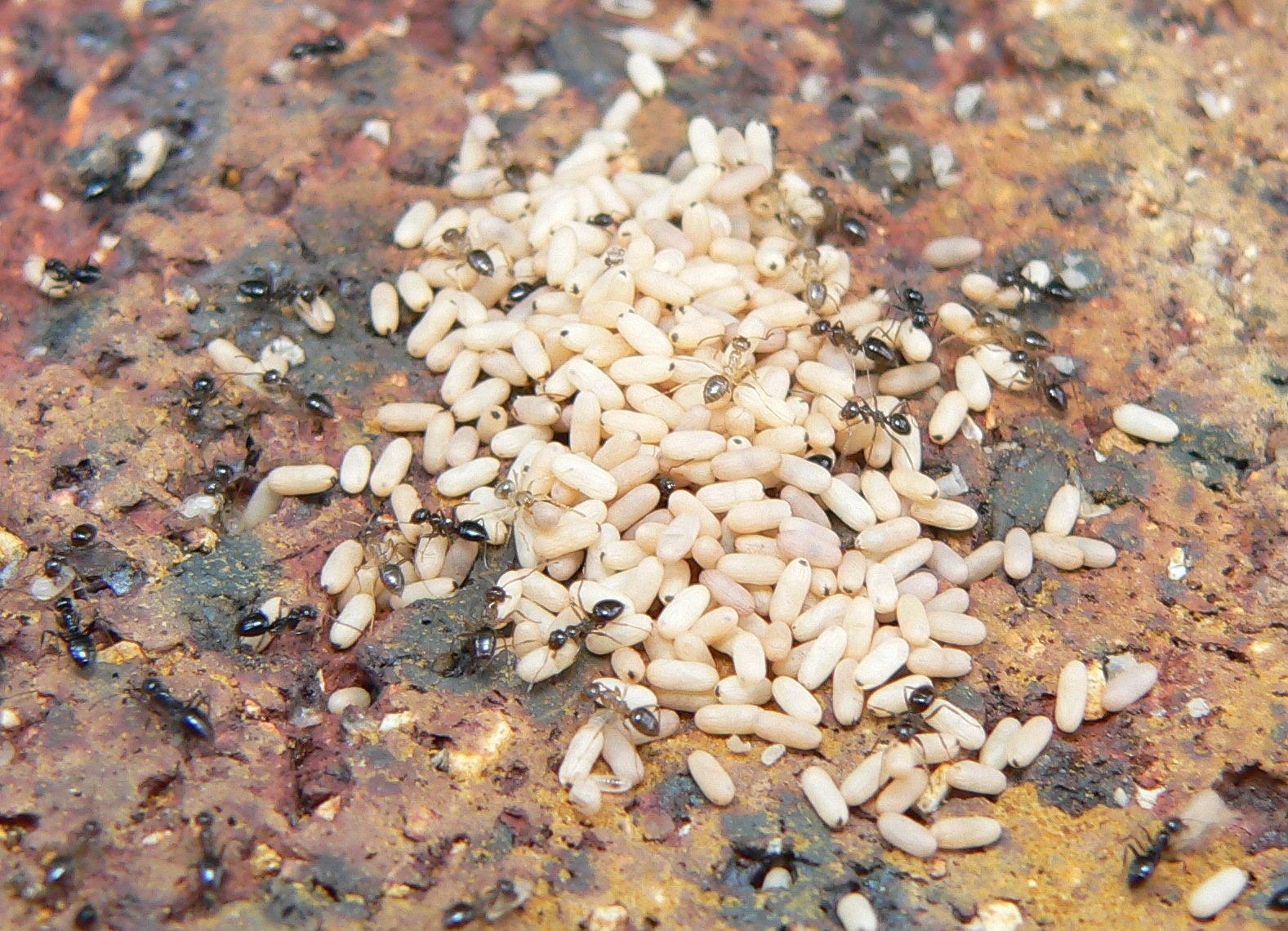 Lepisiota incisa