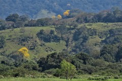 Handroanthus guayacan