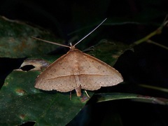 Hypospila creberrima