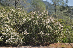 Ceanothus jepsonii albiflorus