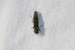 Agrilus obsoletoguttatus