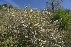 Ceanothus jepsonii albiflorus
