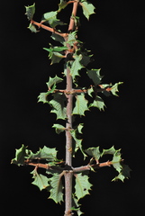 Ceanothus jepsonii albiflorus