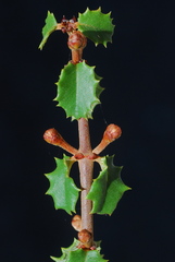 Ceanothus jepsonii albiflorus
