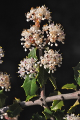 Ceanothus jepsonii albiflorus