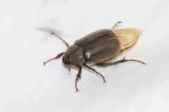 Phyllophaga crenulata