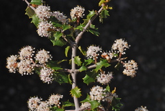 Ceanothus jepsonii albiflorus