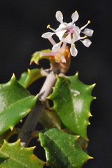 Ceanothus jepsonii albiflorus