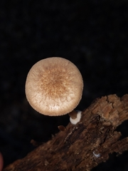 Hispidoderma