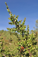 Ceanothus jepsonii albiflorus