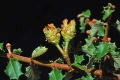 Ceanothus jepsonii albiflorus