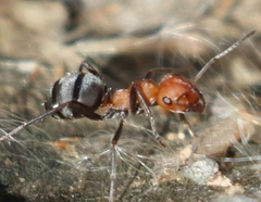 Formica propinqua