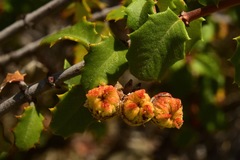 Ceanothus jepsonii albiflorus
