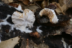Hypomyces tubariicola