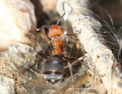 Formica propinqua