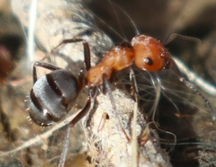 Formica propinqua