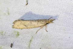 Acrolophus mortipennella