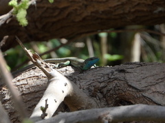 Phoenicolacerta laevis