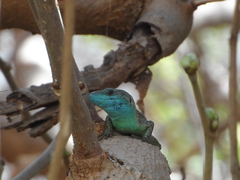 Phoenicolacerta laevis