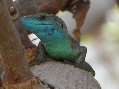 Phoenicolacerta laevis