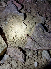 Hemidactylus triedrus