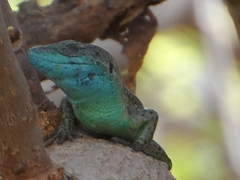 Phoenicolacerta laevis