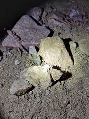 Hemidactylus triedrus