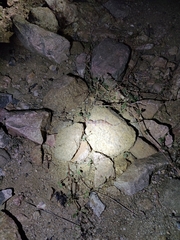 Hemidactylus triedrus