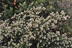 Ceanothus jepsonii albiflorus