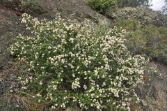 Ceanothus jepsonii albiflorus