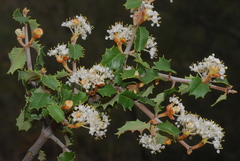 Ceanothus jepsonii albiflorus