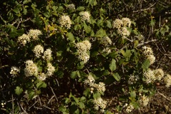Ceanothus jepsonii albiflorus