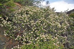 Ceanothus jepsonii albiflorus
