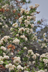 Ceanothus jepsonii albiflorus