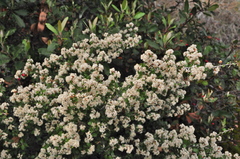 Ceanothus jepsonii albiflorus