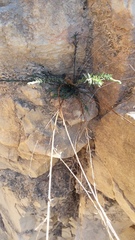 Thamnosma texana