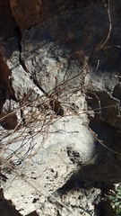 Thamnosma texana