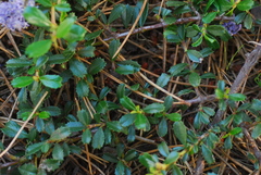 Ceanothus gloriosus porrectus