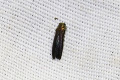 Agrilus fulgens
