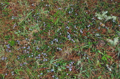 Ceanothus gloriosus porrectus